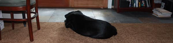 Working From Home vs A Home Office ShadowWatchingOutTheOfficeDoor1 Working From Home vs A Home Office